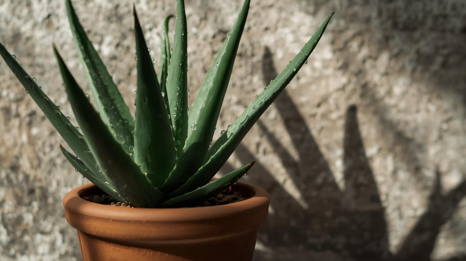 aloe-vera-healing (5).jpg