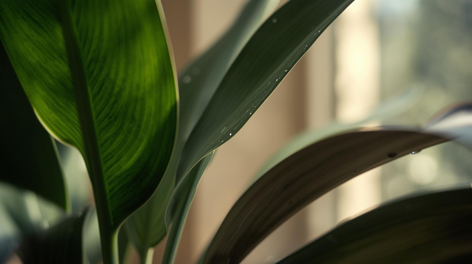 zz-plant-resilience (4).jpg